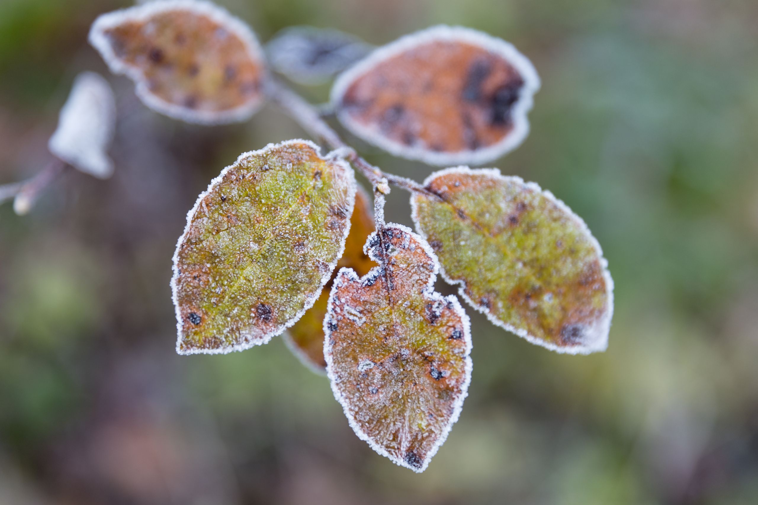 Herbst In Neukeferloh